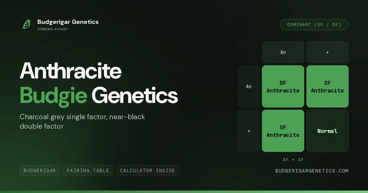 Anthracite Budgerigar Mutation, Complete German Origin Genetics Guide