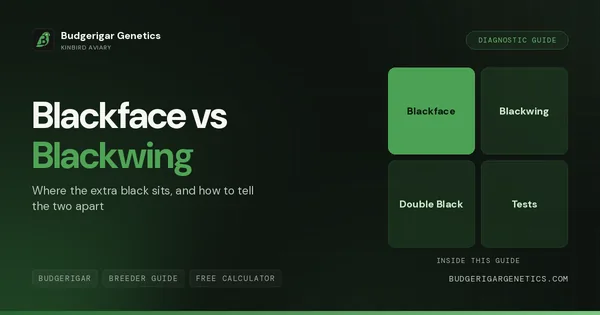Blackface vs Blackwing Budgerigar, Complete Diagnostic Guide