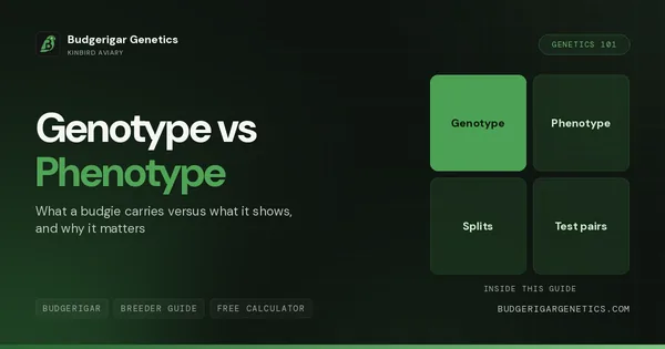 Budgerigar Genotype vs Phenotype, Hidden Genes Made Visible