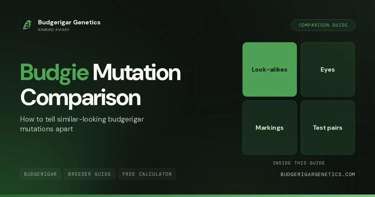 Budgerigar Mutation Comparison Guide, How to Tell Similar Mutations Apart