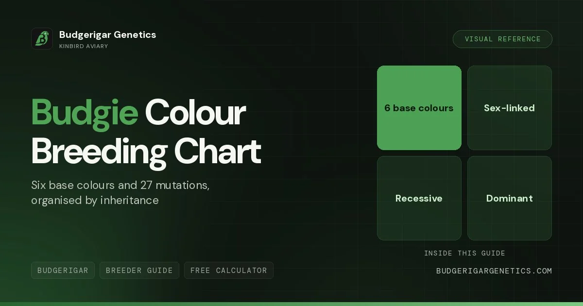 Budgie Color Breeding Chart, Complete Visual Reference