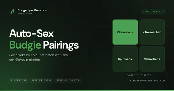 Auto-Sex Pairing, Sex Chicks by Color