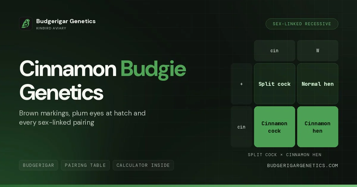 Cinnamon Budgerigar Mutation, Complete Genetics Guide