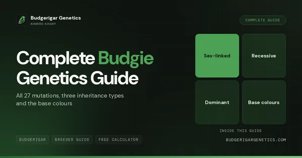 Complete Budgerigar Genetics Guide, 27 Mutations + Inheritance Rules