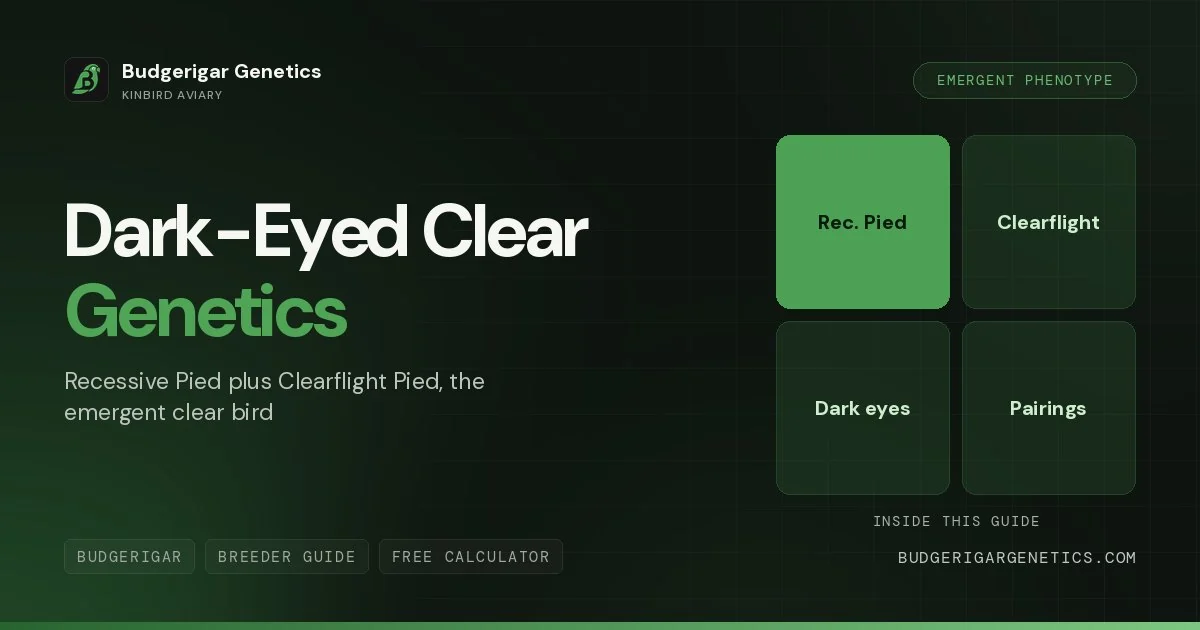 Dark-Eyed Clear Budgerigar (DEC), Complete Genetics Guide