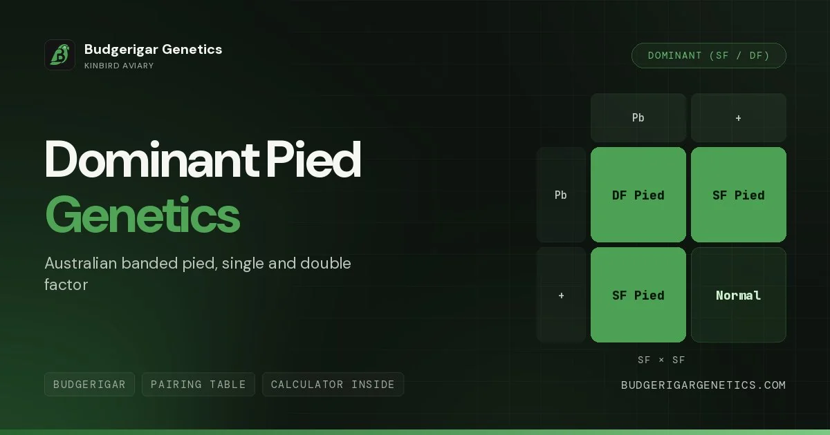 Dominant Pied Budgerigar, Banded & Clearflight Pied Genetics