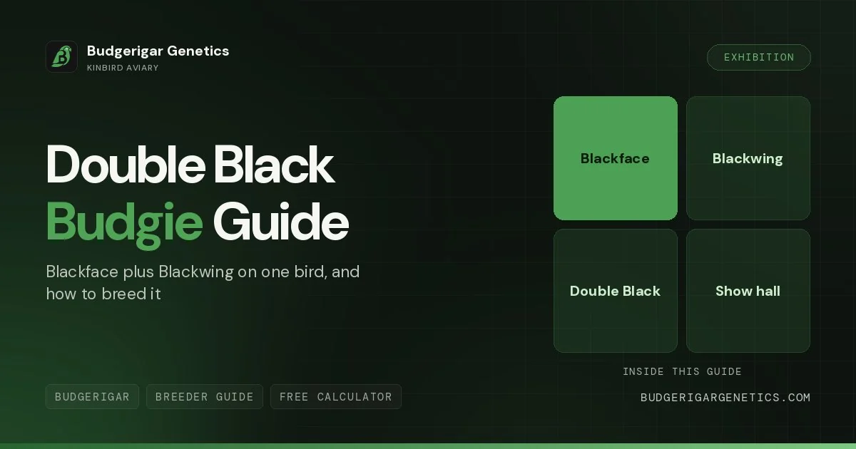 Double Black Budgerigar, Black Face + Blackwing Combination Breeding Guide