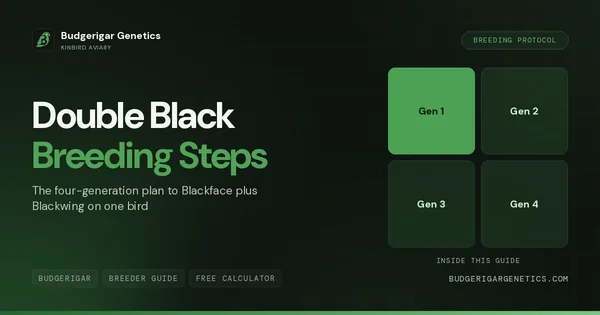 Double Black Budgerigar Breeding Steps, Complete 4-Generation Protocol