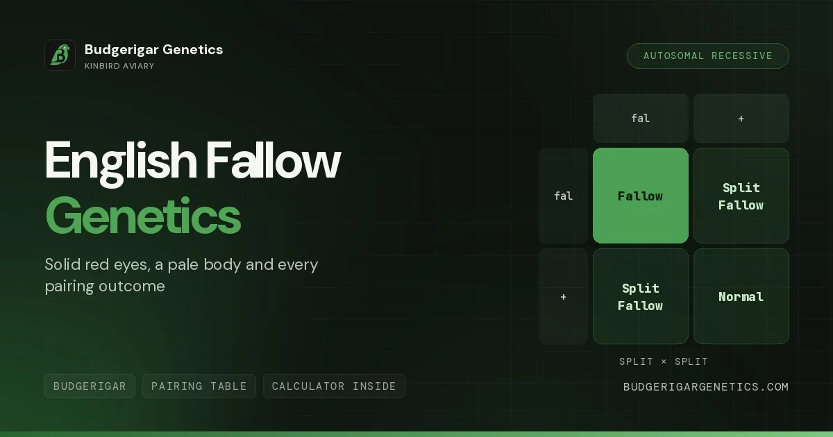 English Fallow Budgerigar Mutation, Complete Genetics Guide