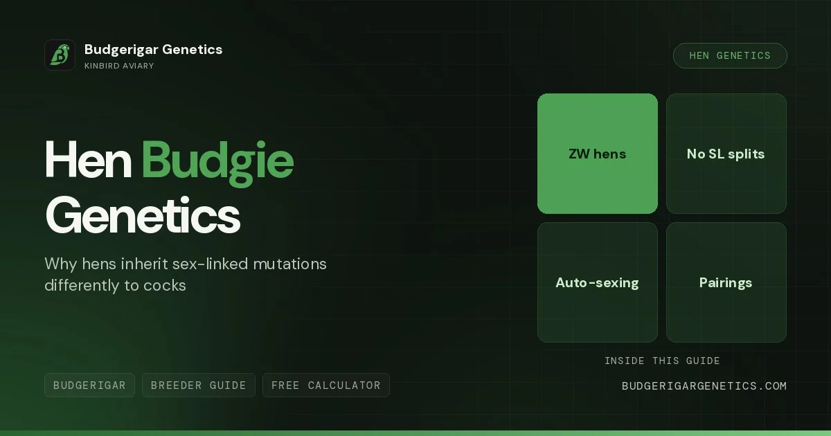 Female Budgerigar Genetics Calculator, Hen Inheritance Guide