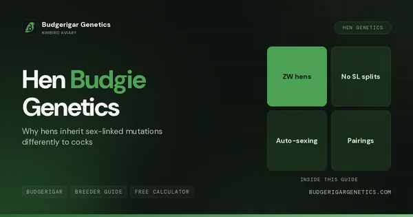 Female Budgerigar Genetics Calculator, Hen Inheritance Guide