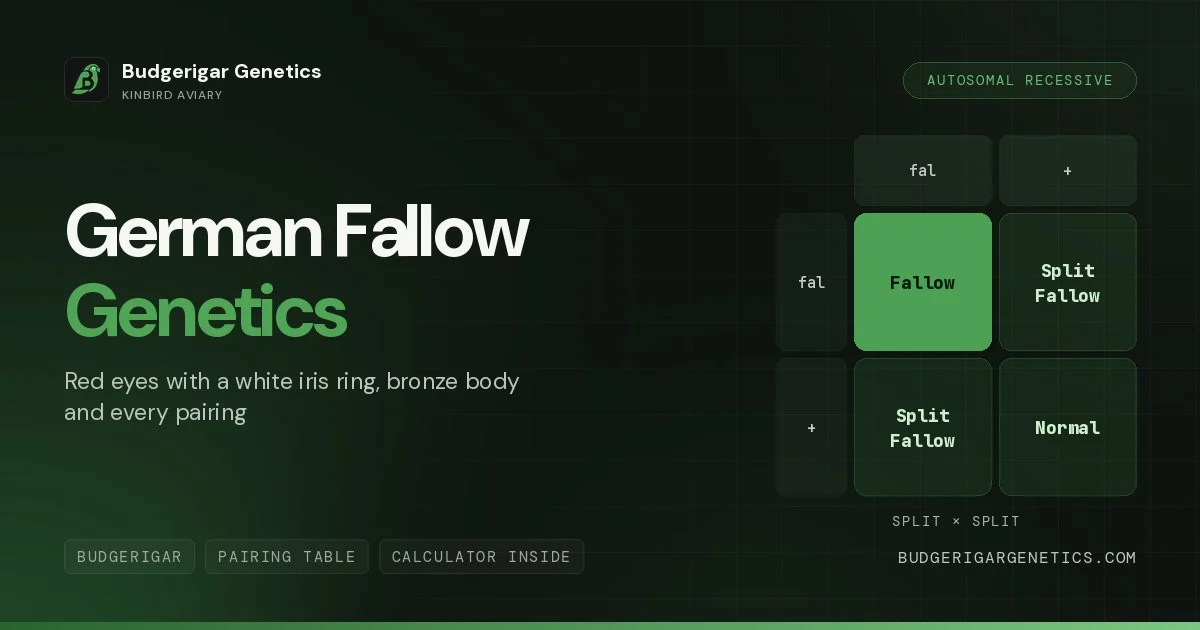 German Fallow Budgerigar Mutation, Complete Genetics Guide