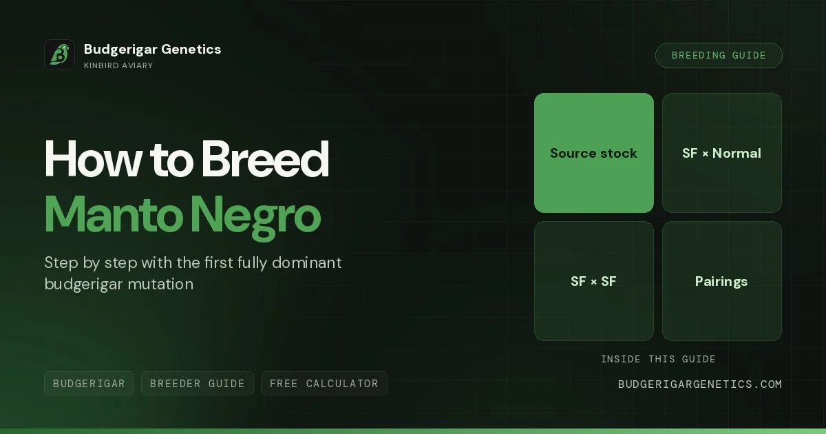 How to Breed Manto Negro Budgerigar, Complete Step-by-Step Guide