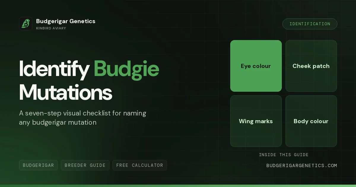 How to Identify Budgerigar Mutations, Visual Identification Guide