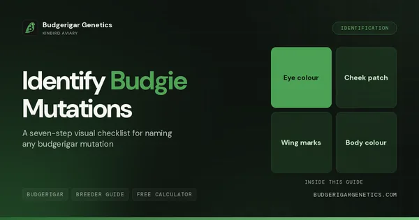 How to Identify Budgerigar Mutations, Visual Identification Guide