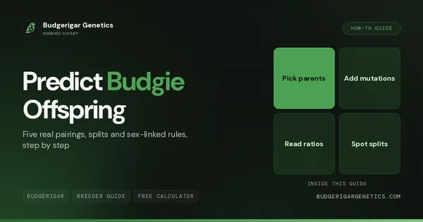How to Predict Budgie Offspring, Complete Genetics Calculator Guide