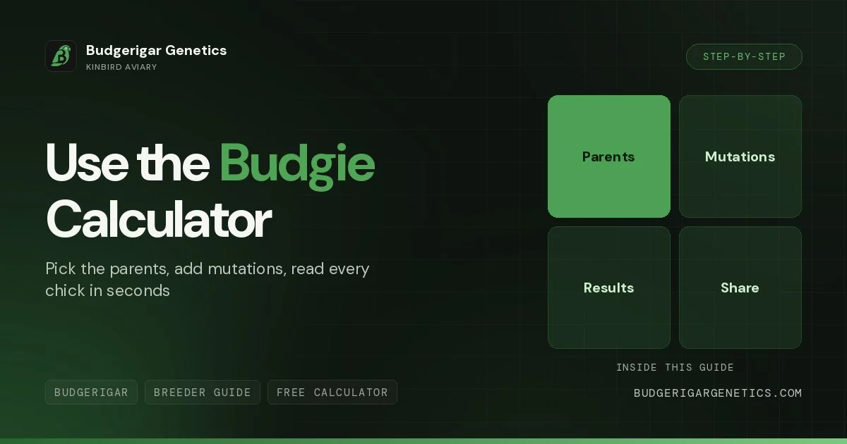 How to Use the Budgerigar Genetics Calculator, Step-by-Step Tutorial