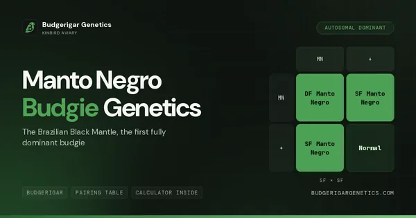 Manto Negro (Brazilian Black Mantle)