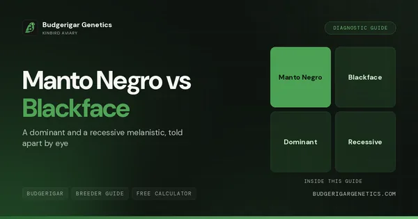 Manto Negro vs Blackface Budgerigar, Complete Diagnostic Guide