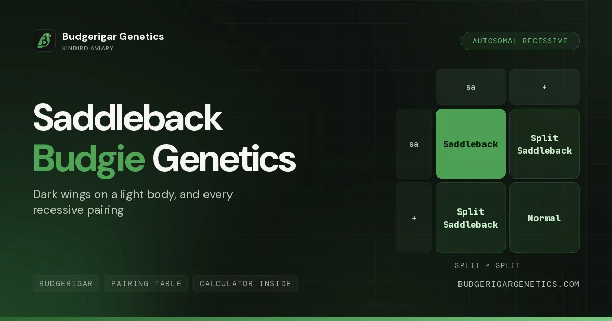 Saddleback Budgerigar Mutation, Complete Genetics Guide