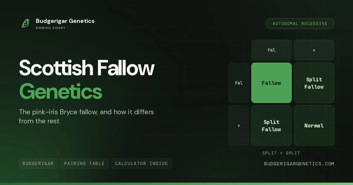 Scottish Fallow Budgerigar Mutation, Complete Genetics Guide