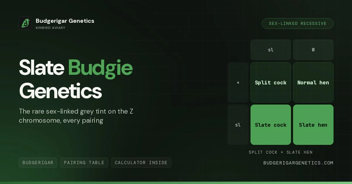 Slate Budgerigar Mutation, Complete Genetics Guide
