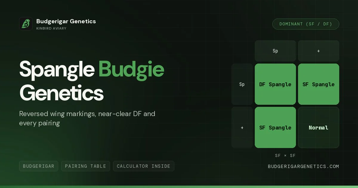 Spangle Budgerigar, SF & DF Genetics Guide