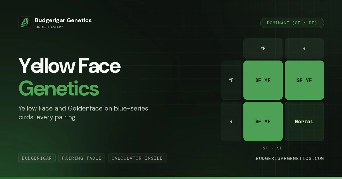Yellow Face and Goldenface Budgerigar Mutation, Complete Genetics Guide